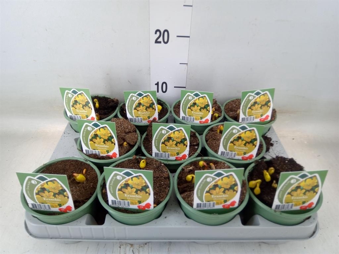 <h4>Eranthis hyemalis</h4>