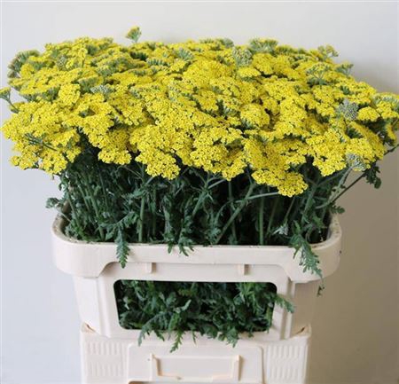 <h4>Achillea Moonshine</h4>