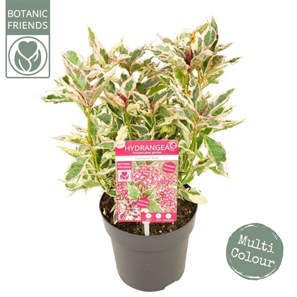 <h4>Hydrangea serrata Euphoria 'Pink'</h4>