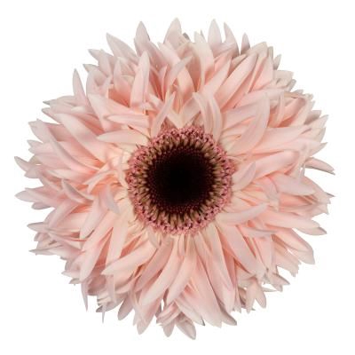 <h4>Gerbera Spider Abu Diamond</h4>