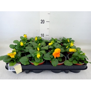 Viola wr. 'Alpha Orange'