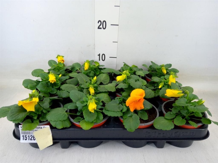 <h4>Viola wr. 'Alpha Orange'</h4>