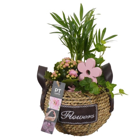 <h4>PTIB7550 Arrangementen kamerplanten</h4>