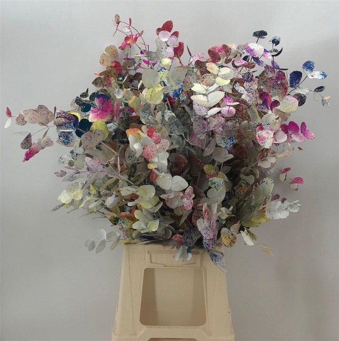 Euca Cinerea Picasso