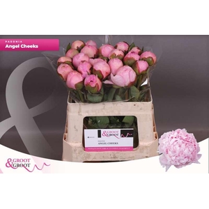 Paeonia Angel Cheeks | Heavy Quality