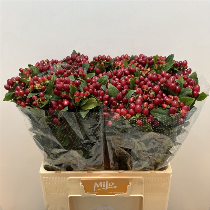 <h4>Hyp Mag Royal Red Xtra</h4>