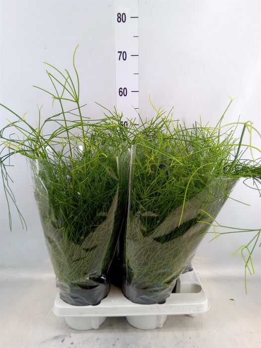 <h4>Rhipsalis baccifera 'Oasis'</h4>