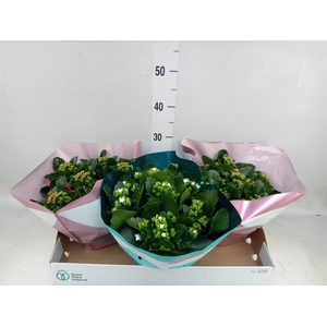Kalanchoe blos.   ..mix 4