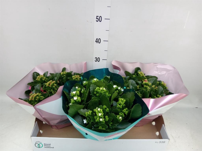 <h4>Kalanchoe blos.   ..mix 4</h4>