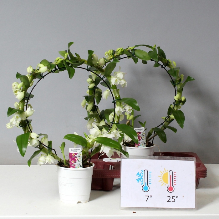 <h4>DENDR N SC APOLLON MIRROR</h4>