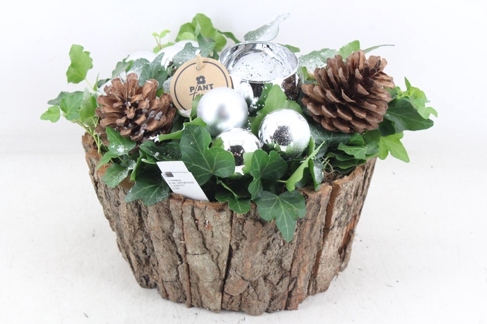 <h4>arr2 PL - Schors pot hedera Zilver 1bolwax</h4>