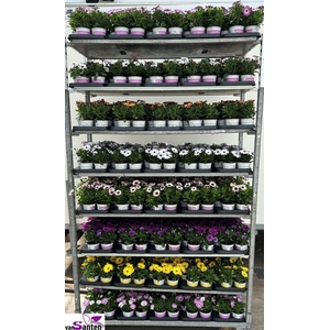 Osteospermum mixkar
