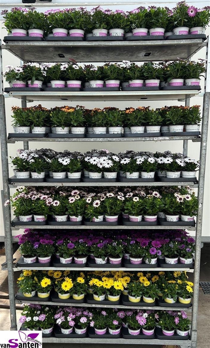 <h4>Osteospermum mixkar</h4>