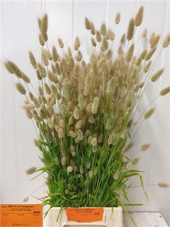 Lagurus Ovatus P Bos