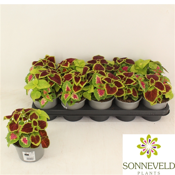 <h4>Coleus 3 colours per pot</h4>