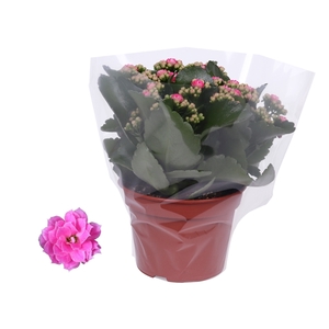 Kalanchoe Rosalina 15cm Don Nando roze, Blanco hoes