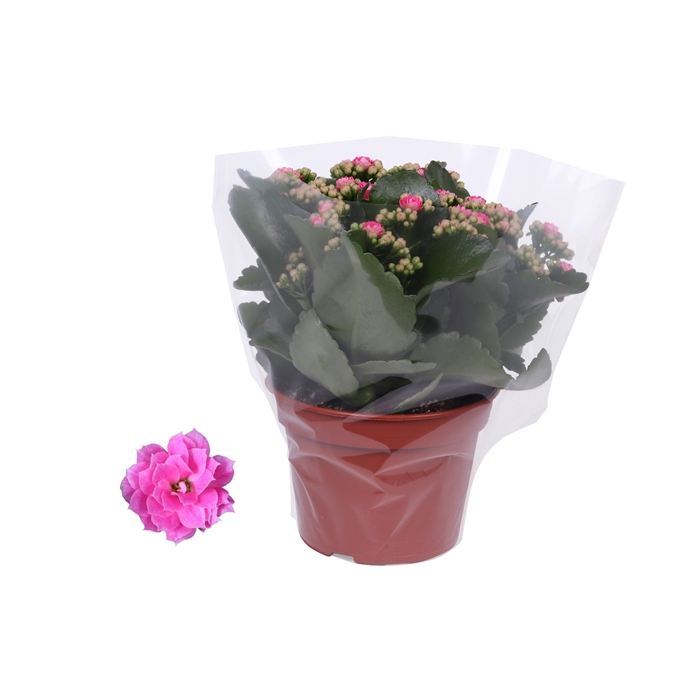 <h4>Kalanchoe Rosalina 15cm Don Nando roze, Blanco hoes</h4>