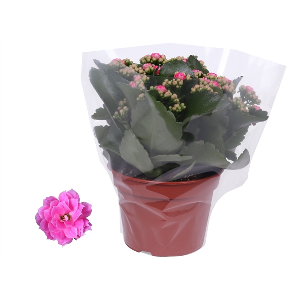 Kalanchoe Rosalina 15cm Don Nando roze, Blanco hoes