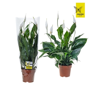 Spathiphyllum 13 cm Sweet Curiosa Blanco hoes + Concorde steker