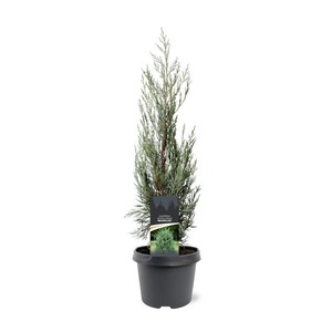 Juniperus scopulorum 'Moonglow'	40-50 C3