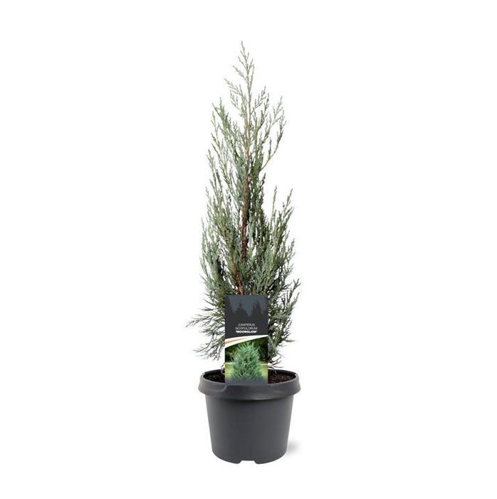 <h4>Juniperus scopulorum 'Moonglow'	40-50 C3</h4>