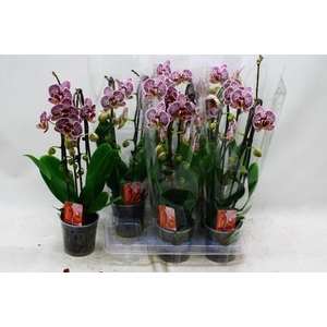 PHAL EL CASCADE
