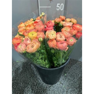 Ran Succes Grand Pastel