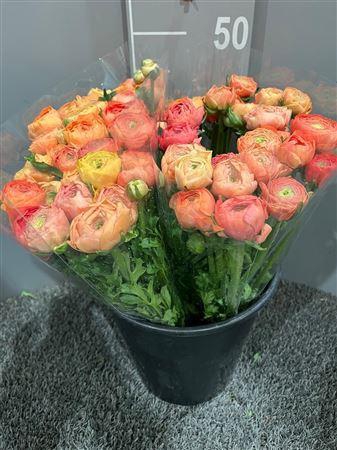 <h4>Ran Succes Grand Pastel</h4>