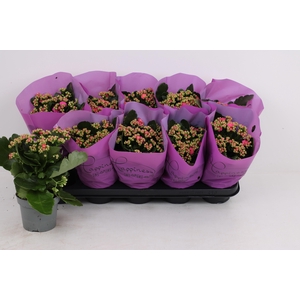 KAL GE PERFECTA PURP