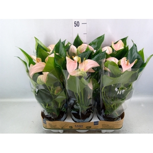 Anthurium andr. 'Joli Peach'