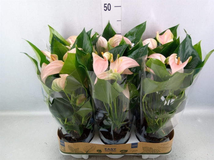 Anthurium andr. 'Joli Peach'