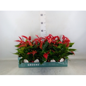 Anthurium  'Banderola Roja'