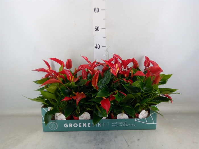 <h4>Anthurium  'Banderola Roja'</h4>