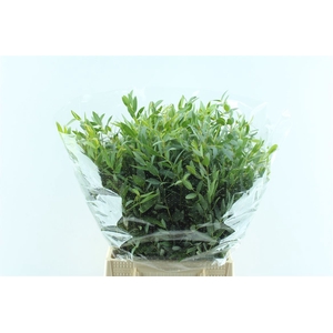Euca Parvi Short 150 Gram