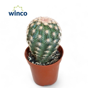 ECHINOC OV