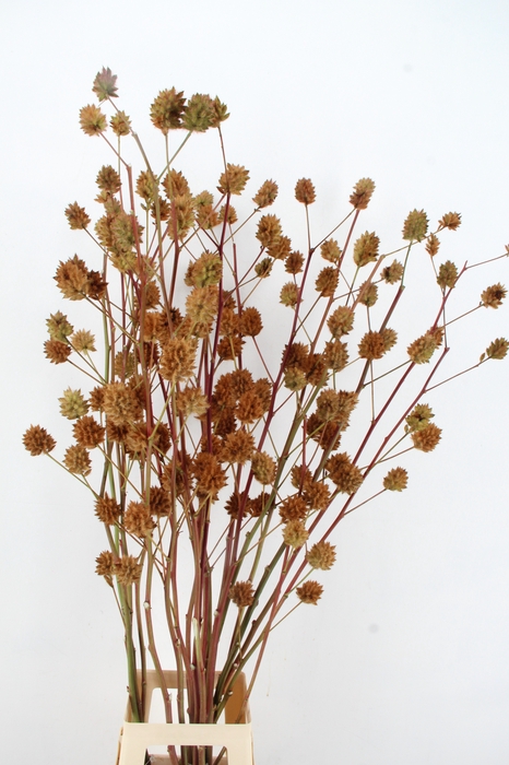 <h4>GLYCYRRH YUNNANEN ZD 130CM</h4>