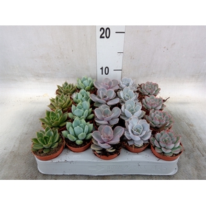 Echeveria   ...mix
