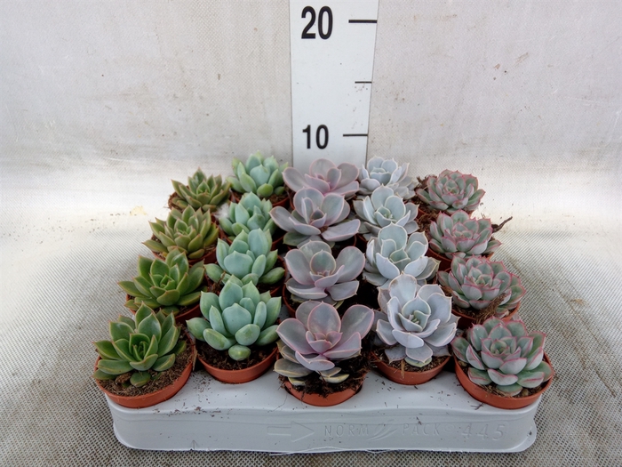 <h4>Echeveria   ...mix</h4>