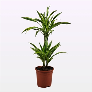 Dracaena Lemon lime 30-10 70cm