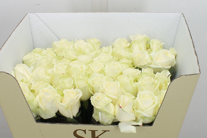 <h4>R Gr Avalanche+</h4>