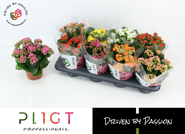 <h4>Kalanchoe Mix P12 Brilliant</h4>
