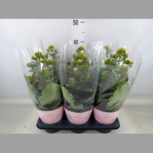 Kalanchoe blos. 'Feminine Pink'