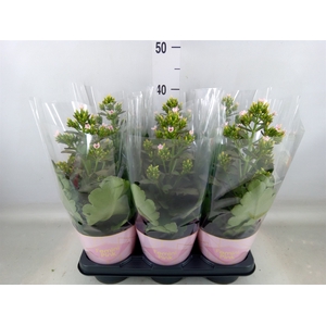 Kalanchoe blos. 'Feminine Pink'