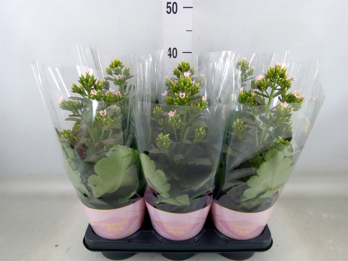 <h4>Kalanchoe blos. 'Feminine Pink'</h4>