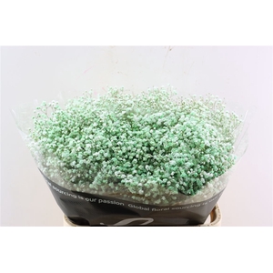 Gyps Pa. Light Green