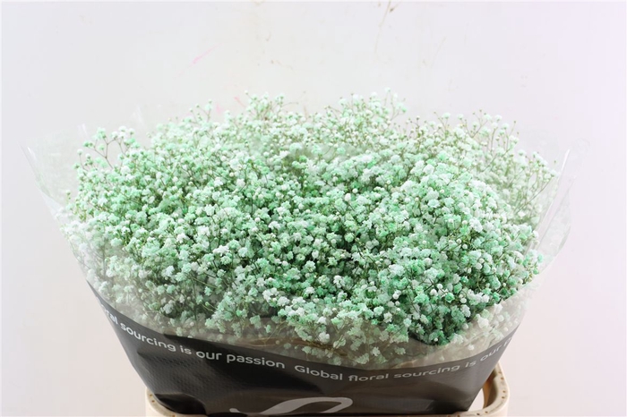 <h4>Gyps Pa. Light Green</h4>