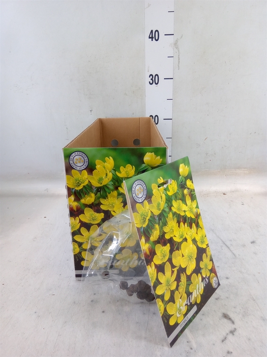 <h4>Flowerbulbs, corns or tubers   ...</h4>