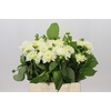 Dahlia White Cap
