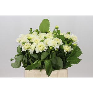 Dahlia White Cap