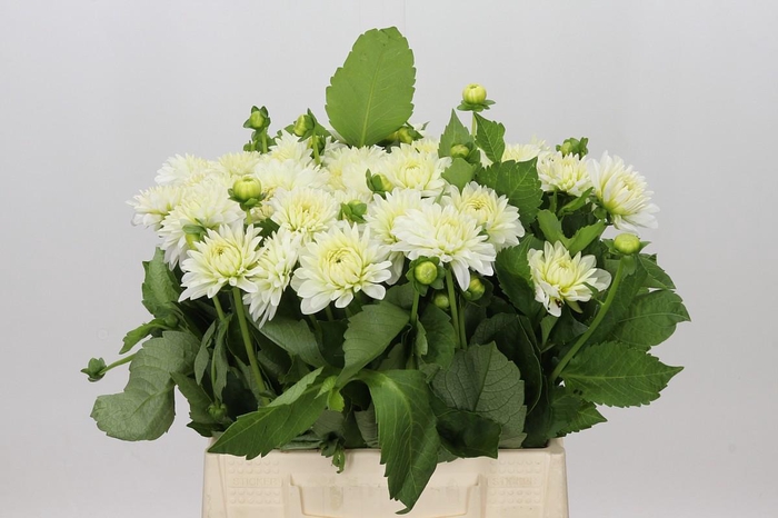 <h4>Dahlia White Cap</h4>